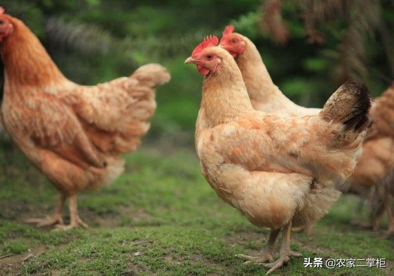 生态养殖鸡的发展趋势（未来养鸡行业前景如何）