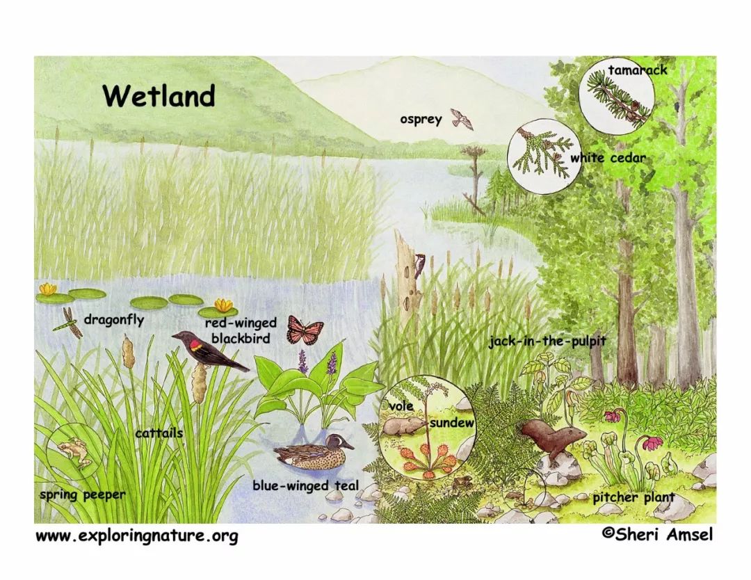 什么是湿地资源（湿地具有哪些生态环境效益）