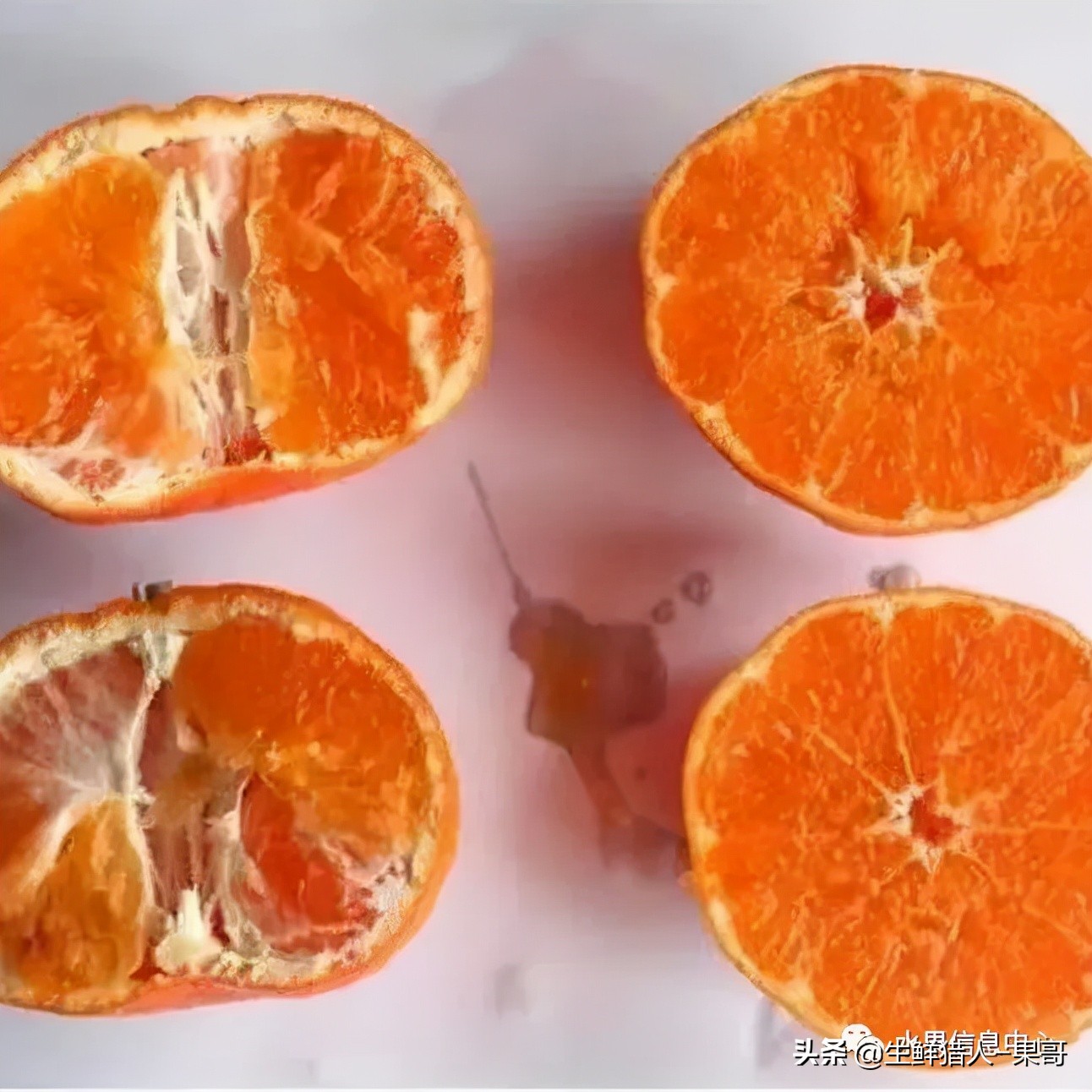 四川丑橘图片（丑橘的生长过程图片） – 碳资讯