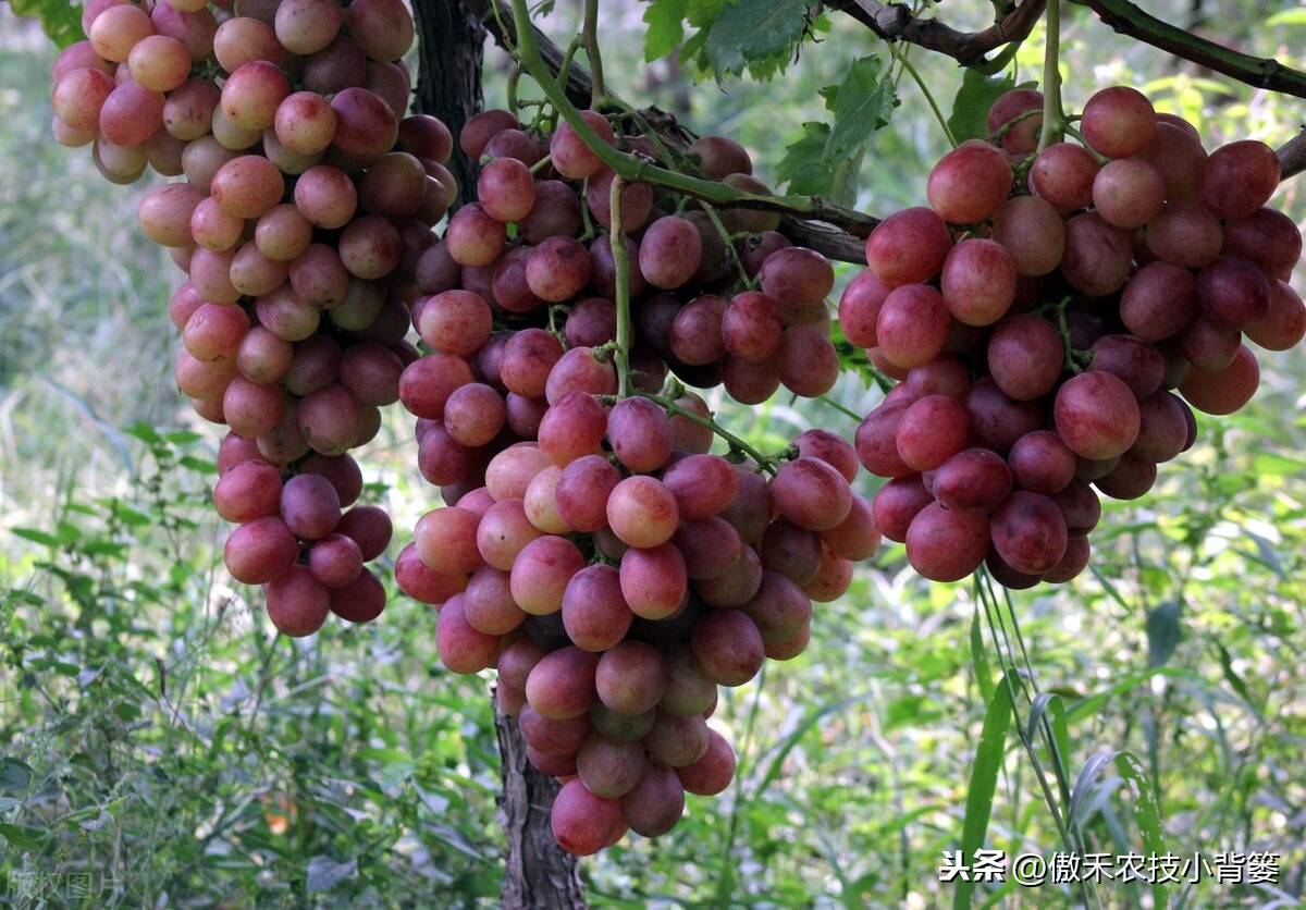 优质葡萄品种有哪些（15个葡萄品种优缺点对比）