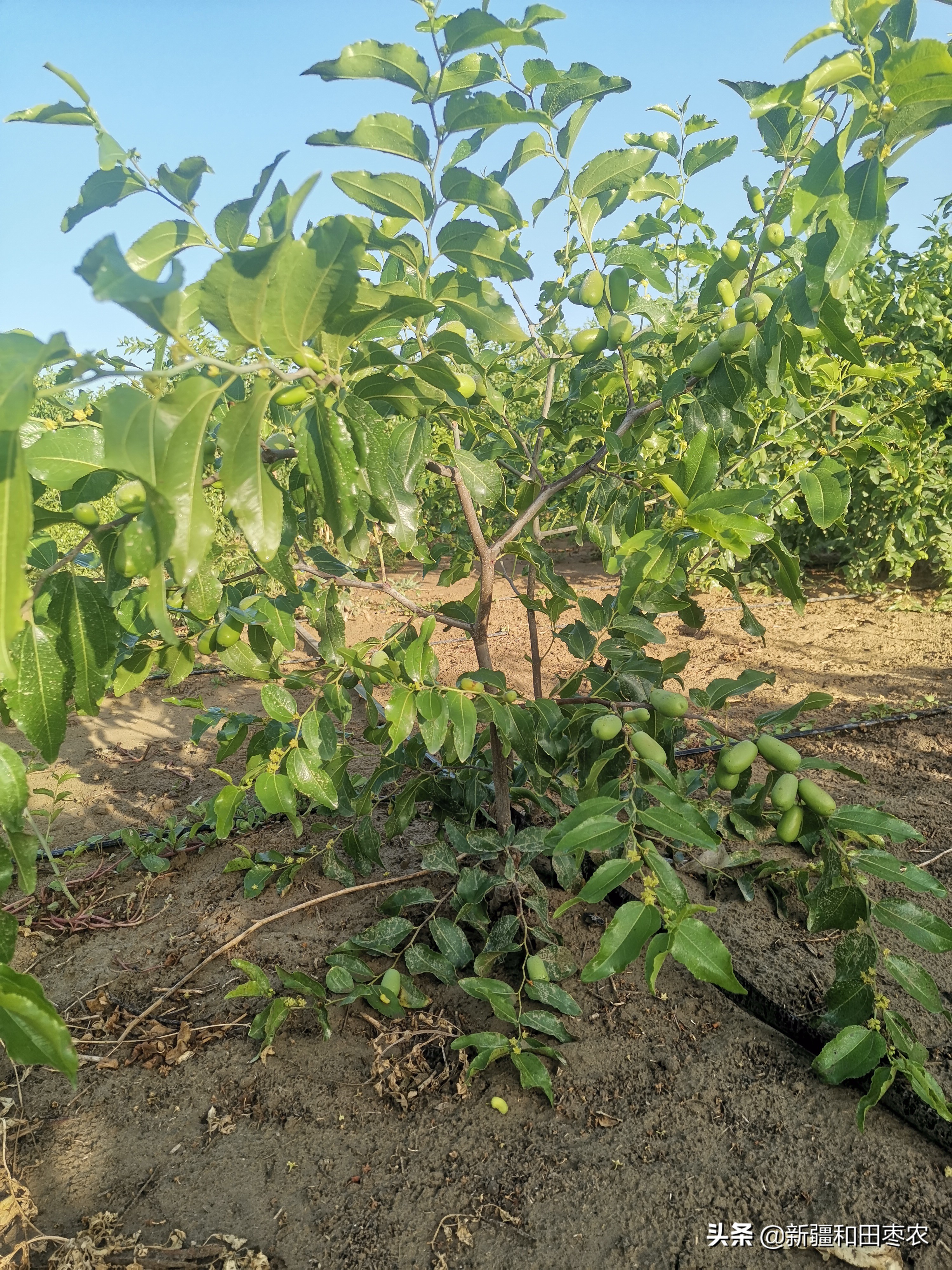 枣树种植时间和方法（种植枣树的最佳季节）