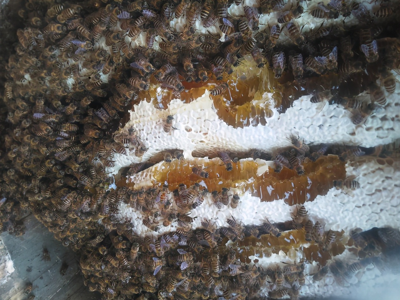 真蜂蜜和假蜂蜜的区别方法（真蜂蜜和假蜂蜜的区别在哪里）