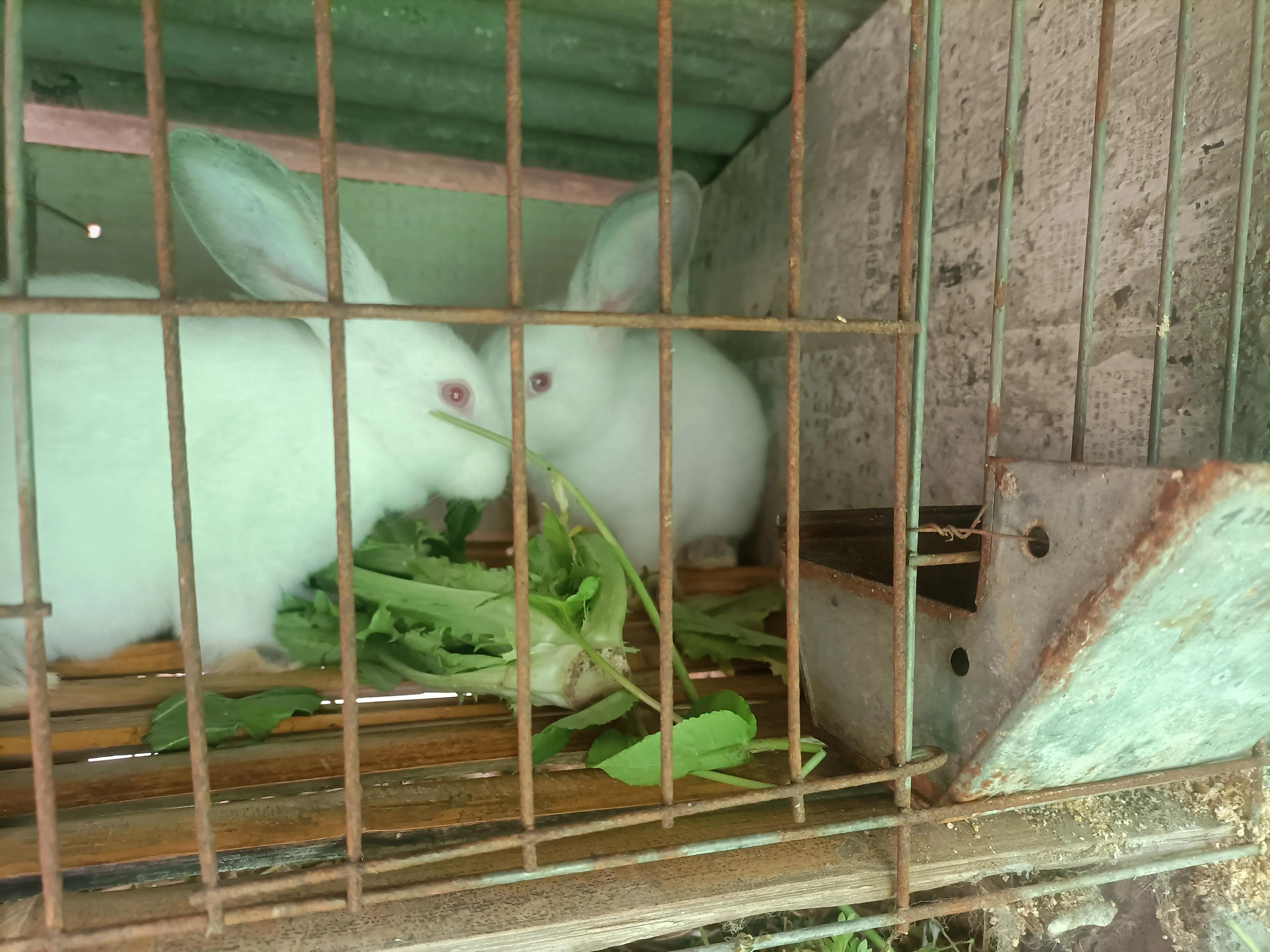 兔子养殖利润（野兔养殖成本与利润）