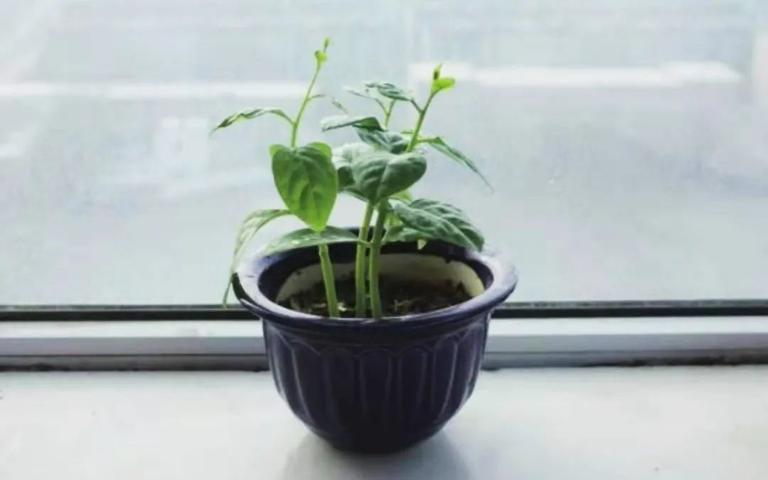 木耳菜种子直接种在土里可以吗（木耳菜的种植方法和技巧）