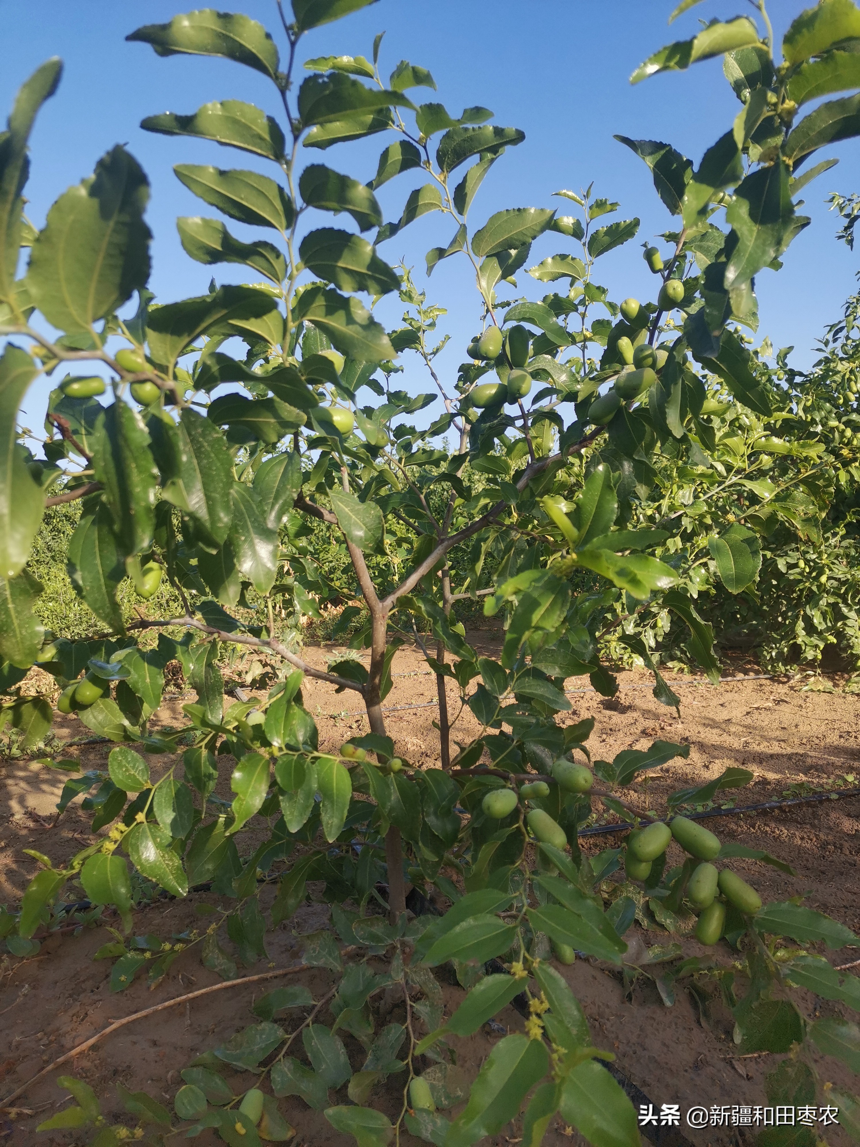 枣树种植时间和方法（种植枣树的最佳季节）