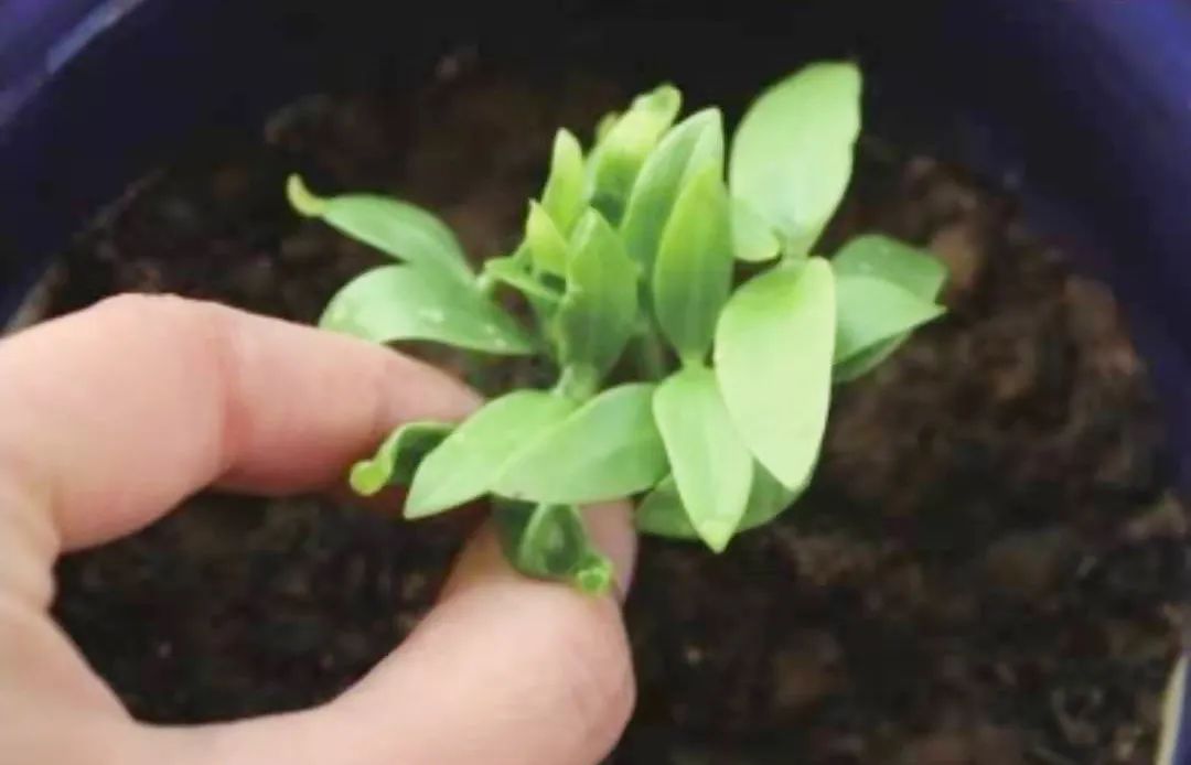 木耳菜种子直接种在土里可以吗（木耳菜的种植方法和技巧）