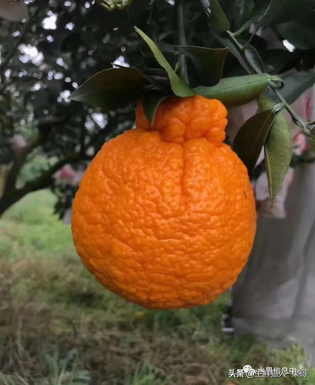 不知火 丑橘 丑八怪美食拍摄生鲜拍摄水果拍摄蜜桔|摄影|产品摄影|迪芃摄影 - 原创作品 - 站酷 (ZCOOL)