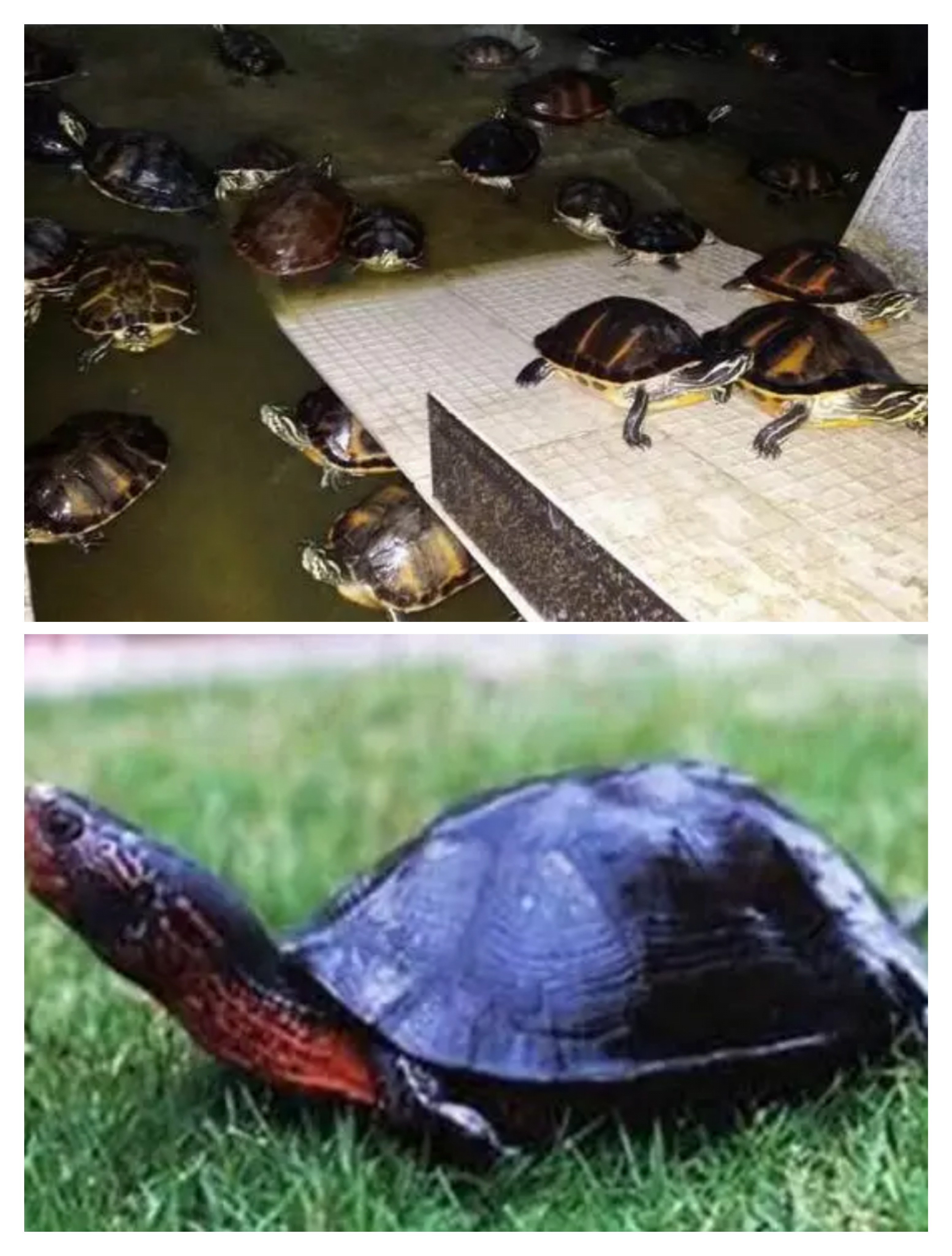 观赏龟养殖教程（观赏小乌龟的饲养方法）