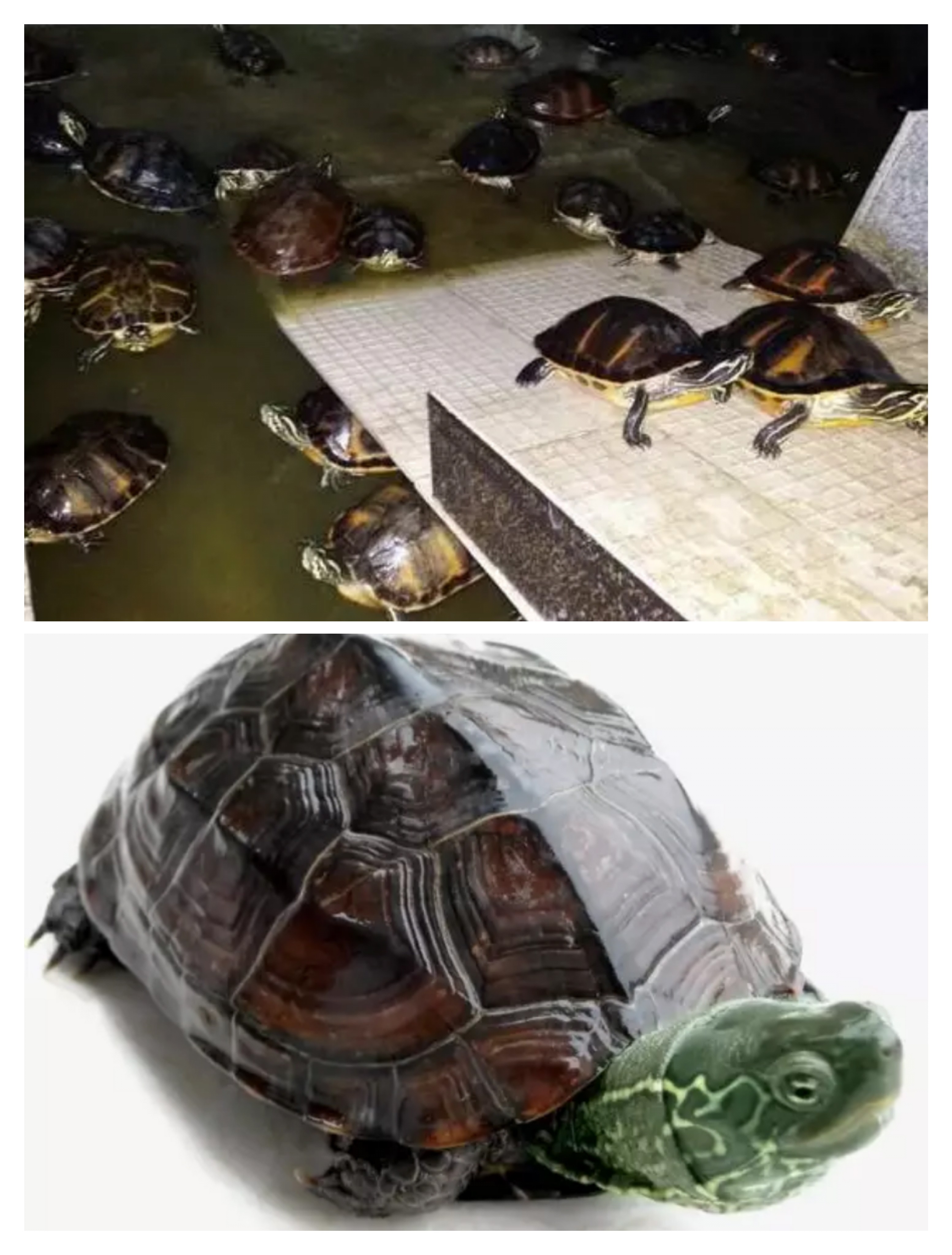 观赏龟养殖教程（观赏小乌龟的饲养方法）