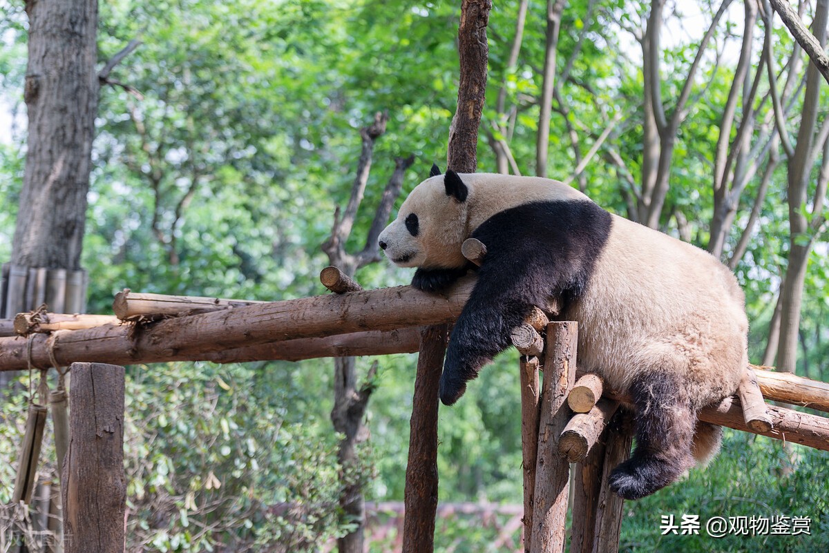 熊猫能活多少岁（熊猫是猫吗）
