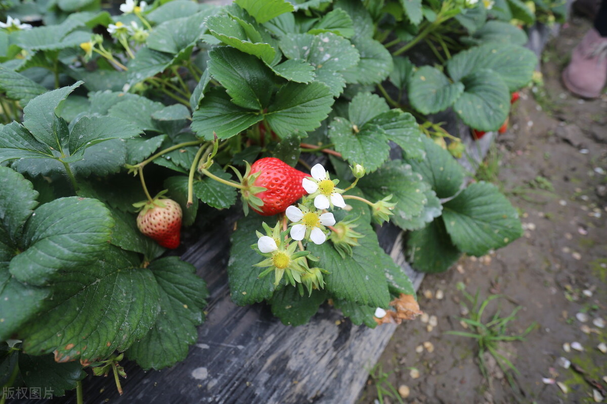 草莓怎么浇水（草莓浇水的注意事项有哪些） – 碳资讯