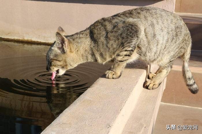 猫不爱喝水咋办（让猫咪爱喝水的妙招）