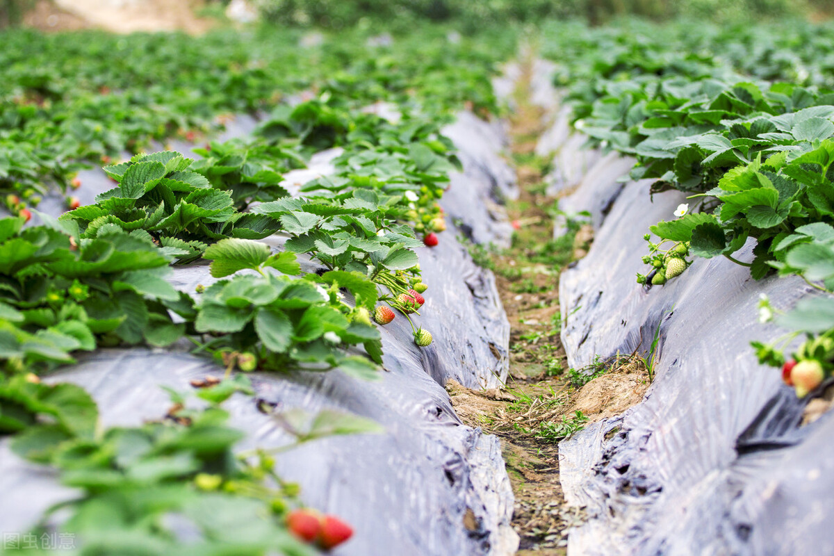 刚栽草莓苗需要每天浇水吗