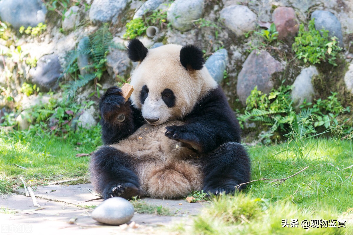熊猫能活多少岁（熊猫是猫吗）