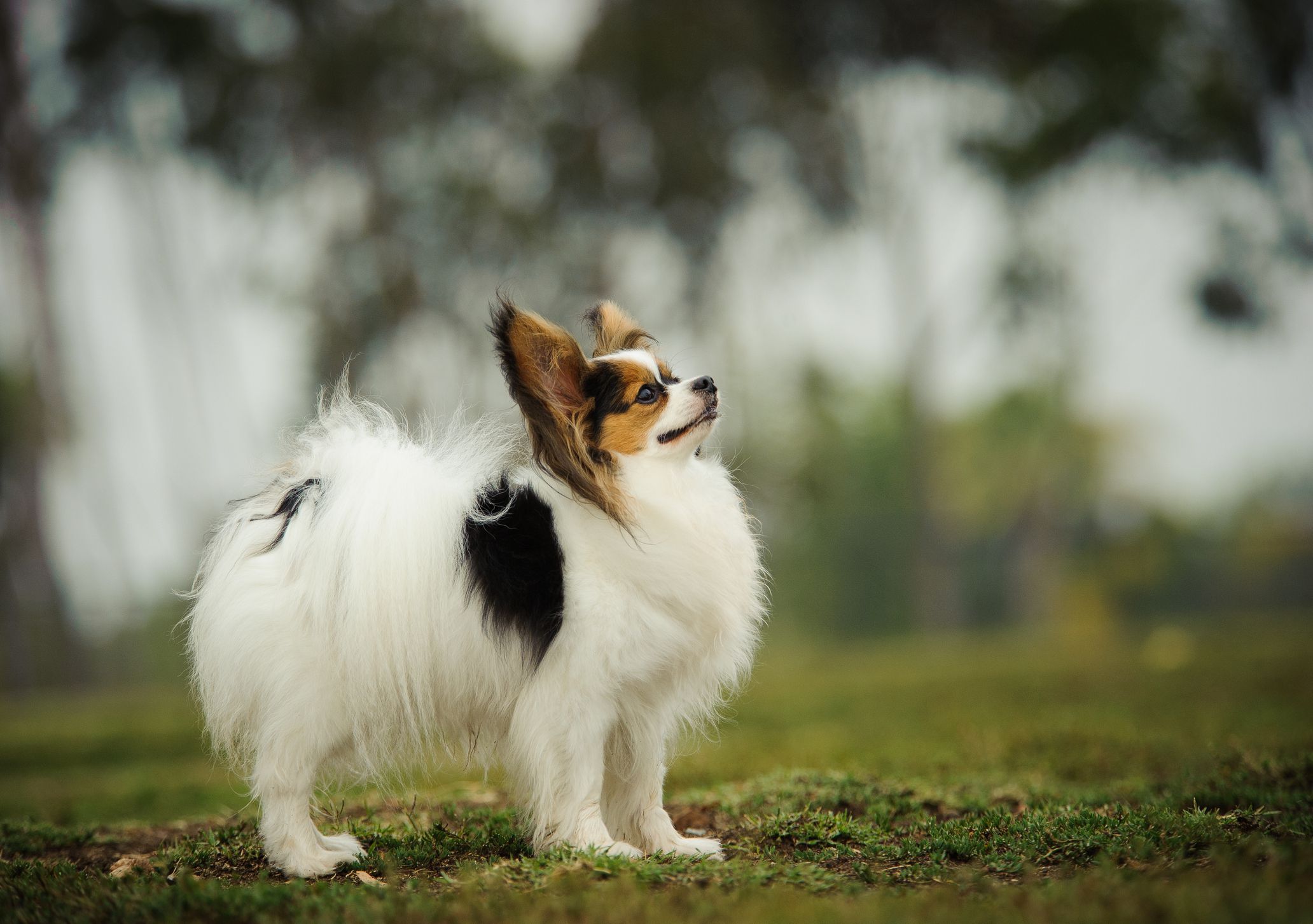 世界上最小的狗是什么狗（世界上最小的几只狗狗种类）