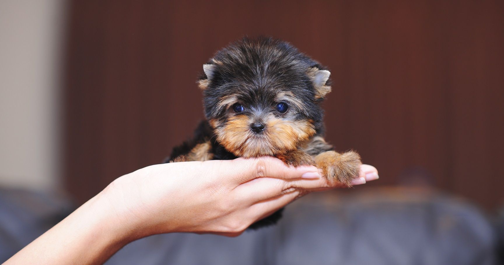 世界上最小的狗是什么狗（世界上最小的几只狗狗种类）