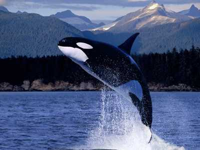 鲸鱼是什么动物（关于鲸鱼有趣的事实）