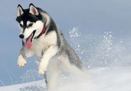 雪橇犬有几种（人称雪橇三傻的3种狗）