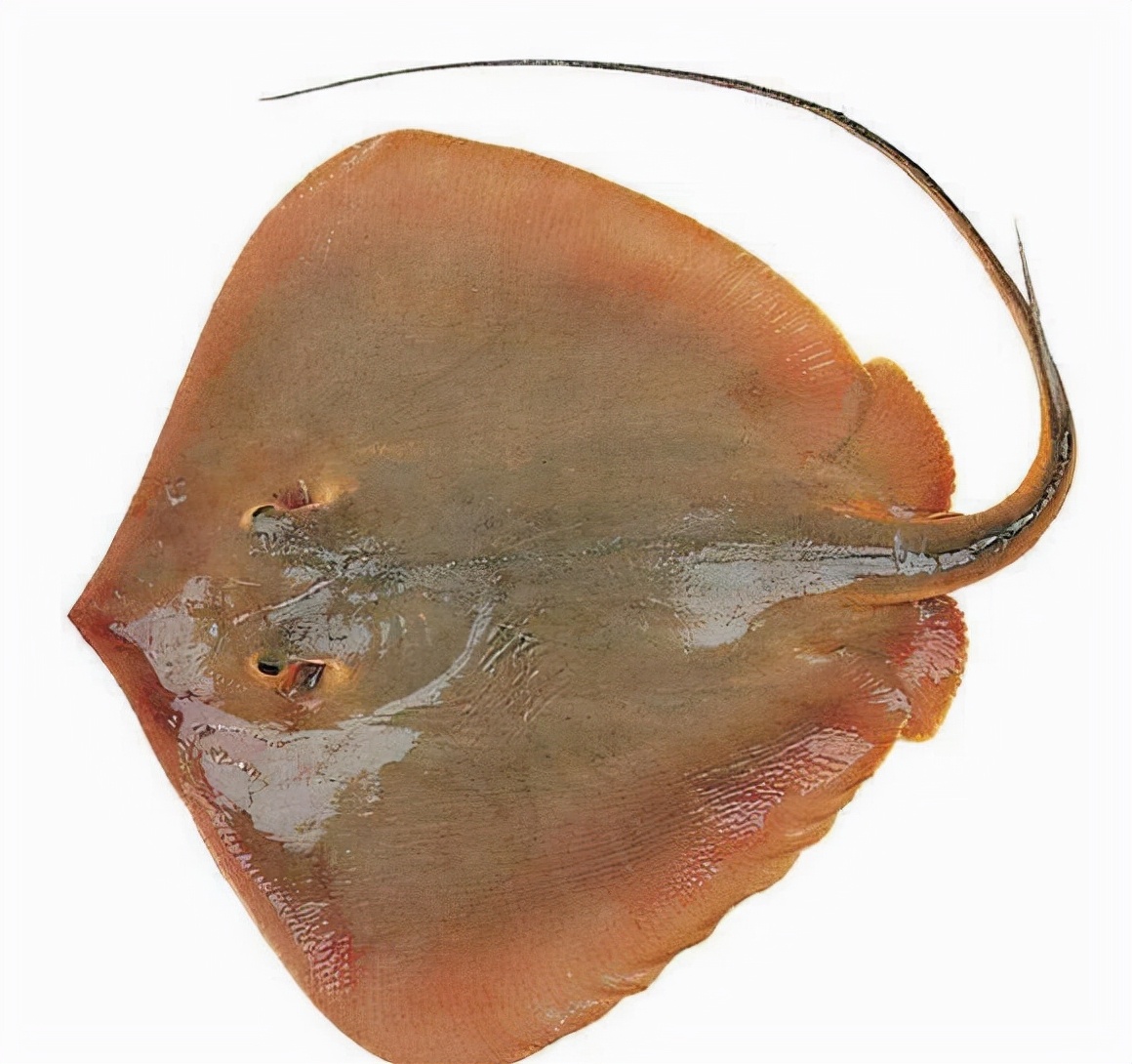 家常菜鱼类,常见的种类,家常菜鱼名称大全_大山谷图库