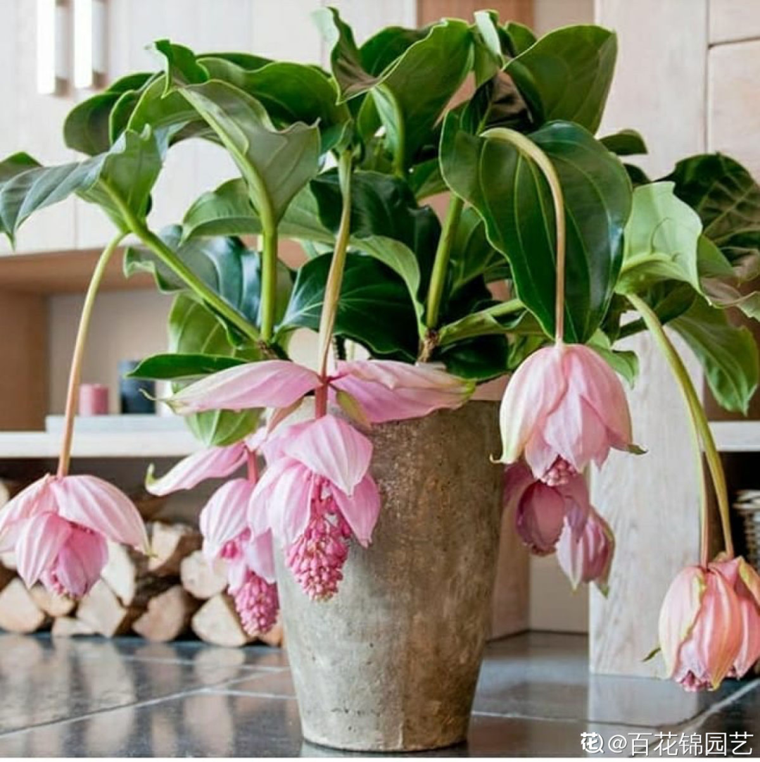 30 formas de usar plantas para decorar espacios de tu casa