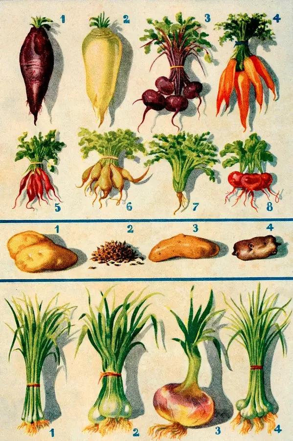 蔬菜有哪些种类（常见蔬菜名称大全）