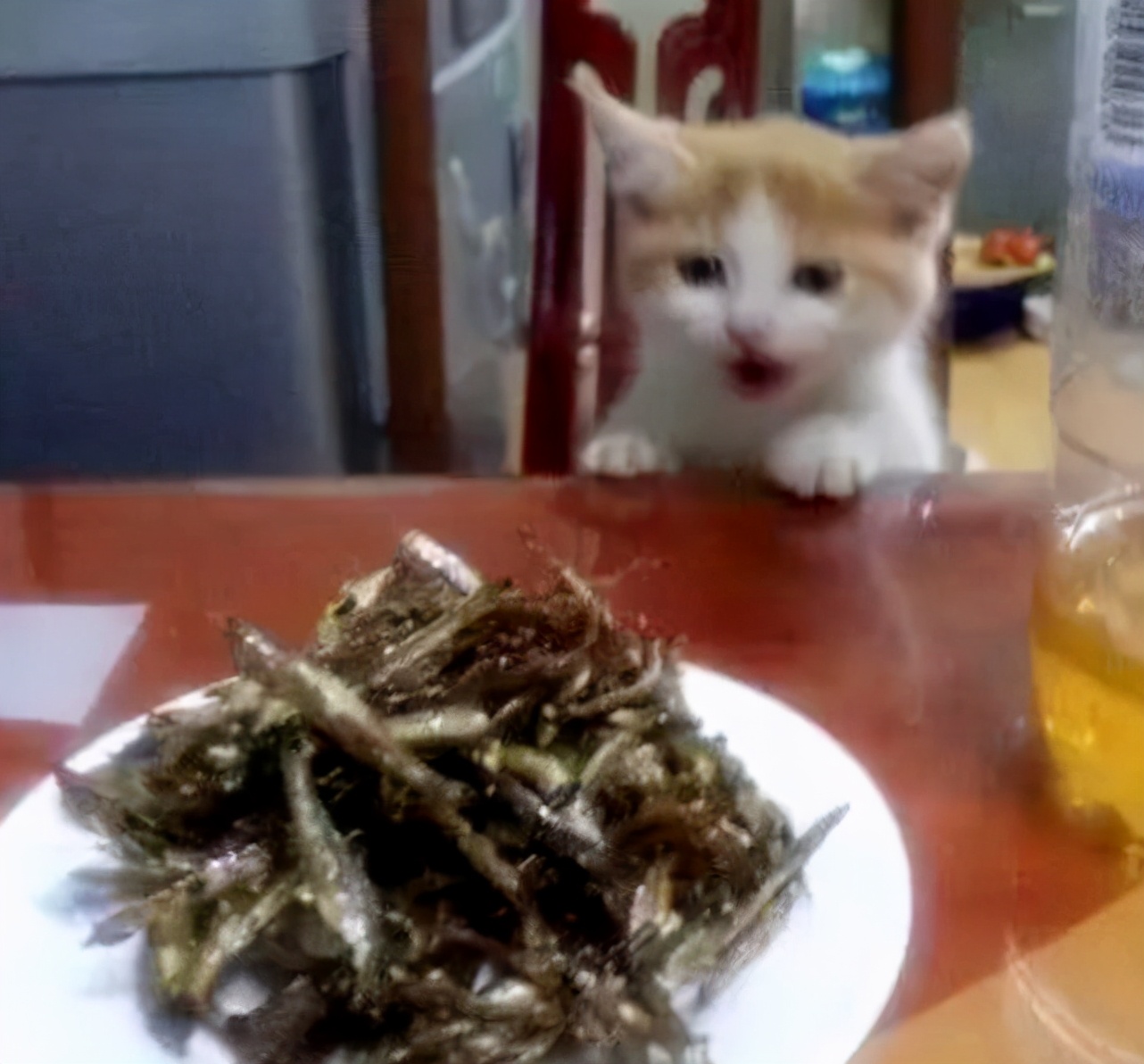 小猫喜欢吃什么（这10种食物猫咪很爱吃别让它在旁边流口水）