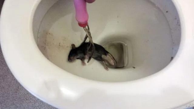 下水道有老鼠怎么办（预防老鼠从下水道进入的方法）