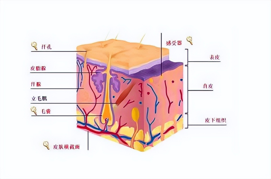 皮肤分层结构（皮肤结构基础知识分层及作用）