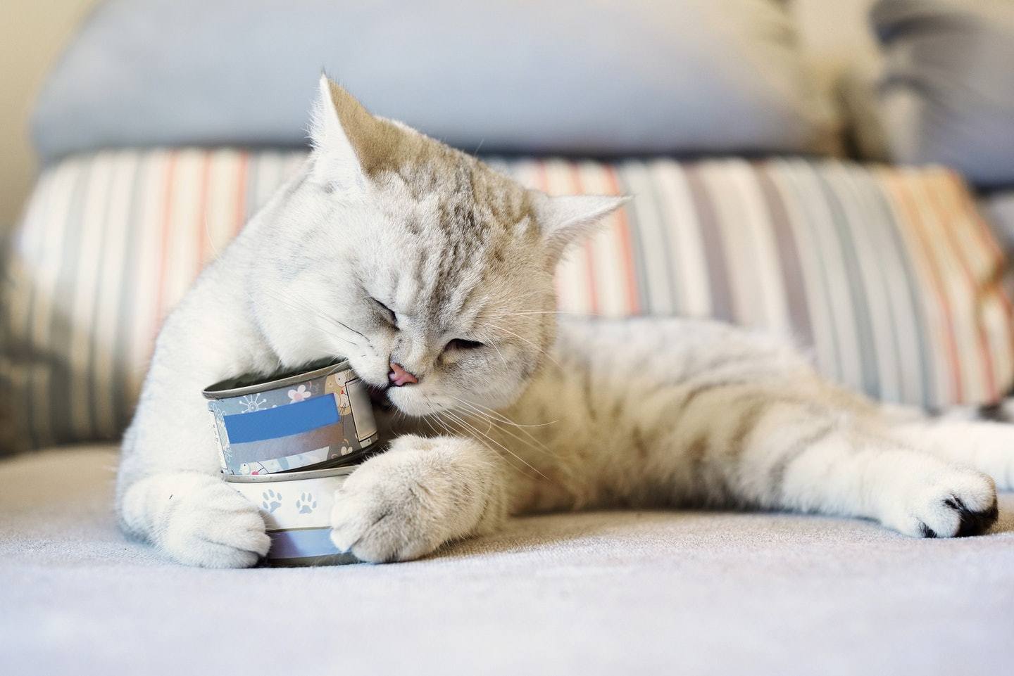 小猫喜欢吃什么（这10种食物猫咪很爱吃别让它在旁边流口水）