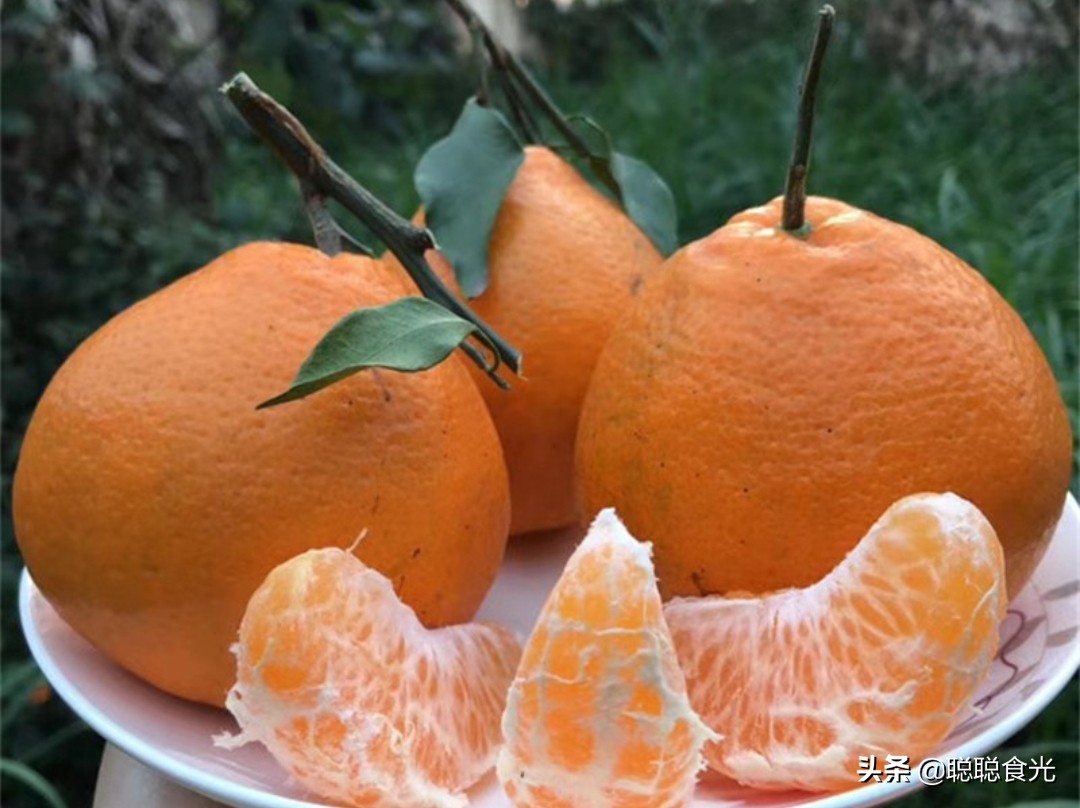 橘子有哪些品种（10种常见的橘子介绍）