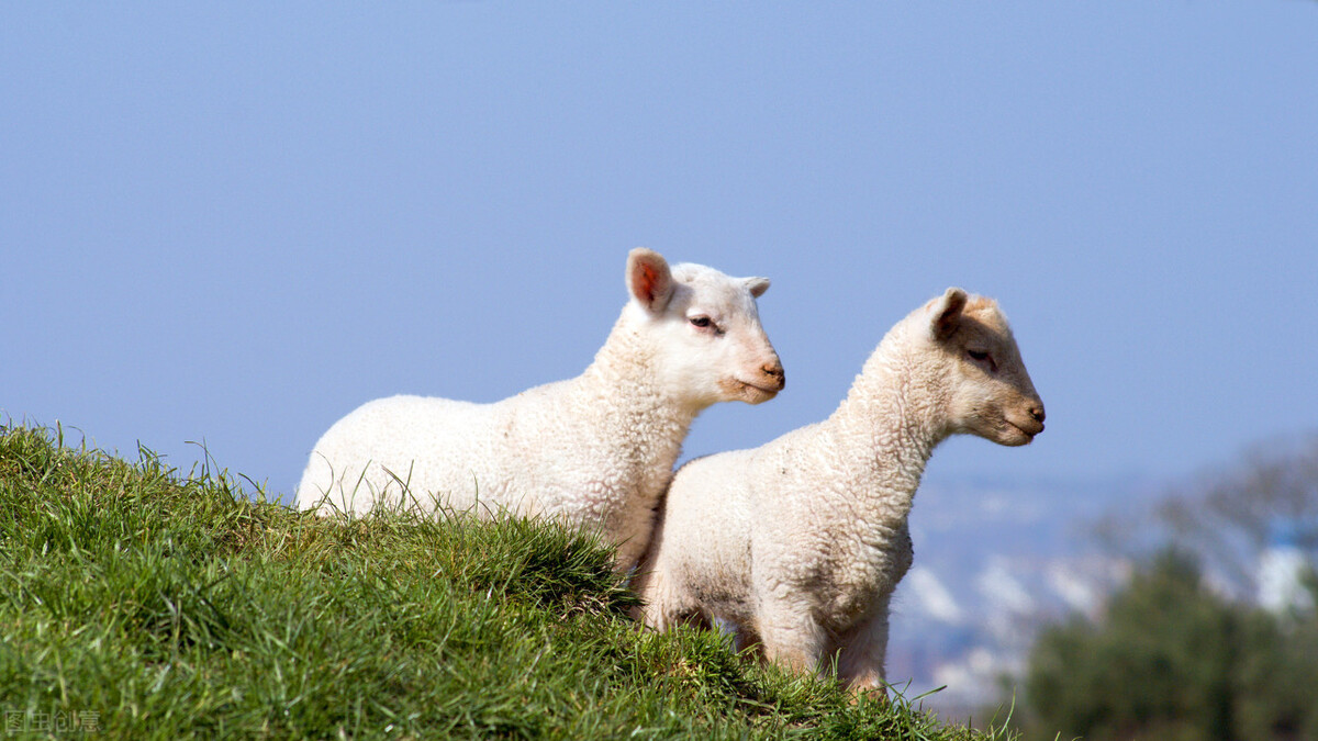 羊怀孕几个月生产（不同品种羊的怀孕期）
