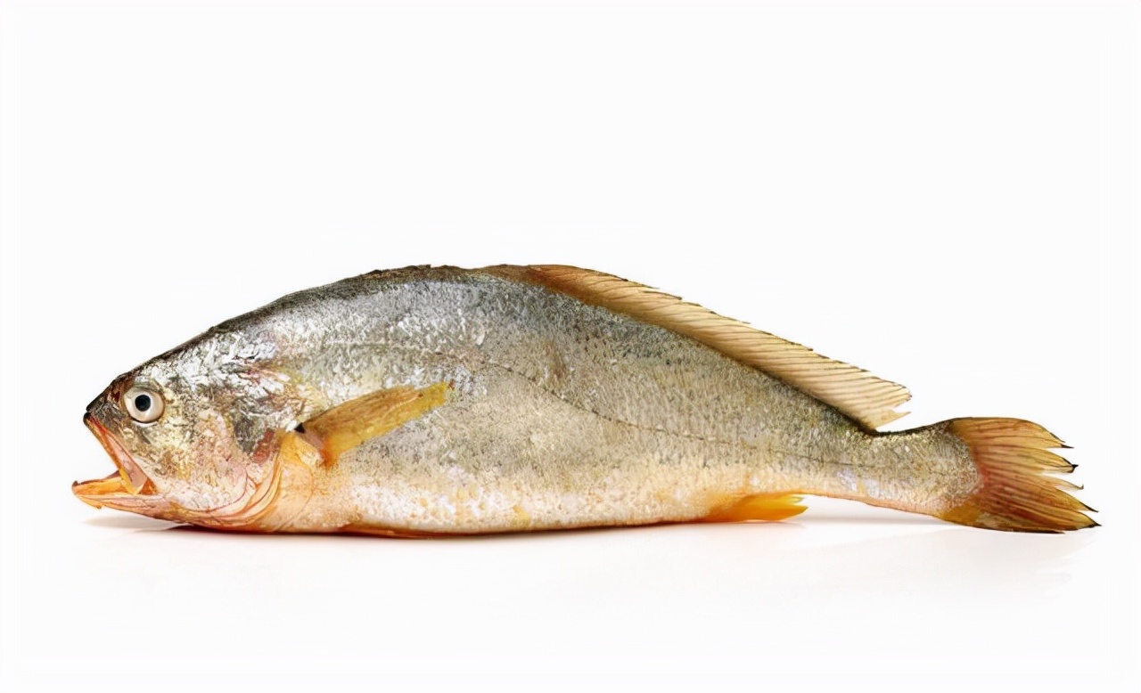 鱼类大全名称图片（最常见的50种食用鱼） – 碳资讯