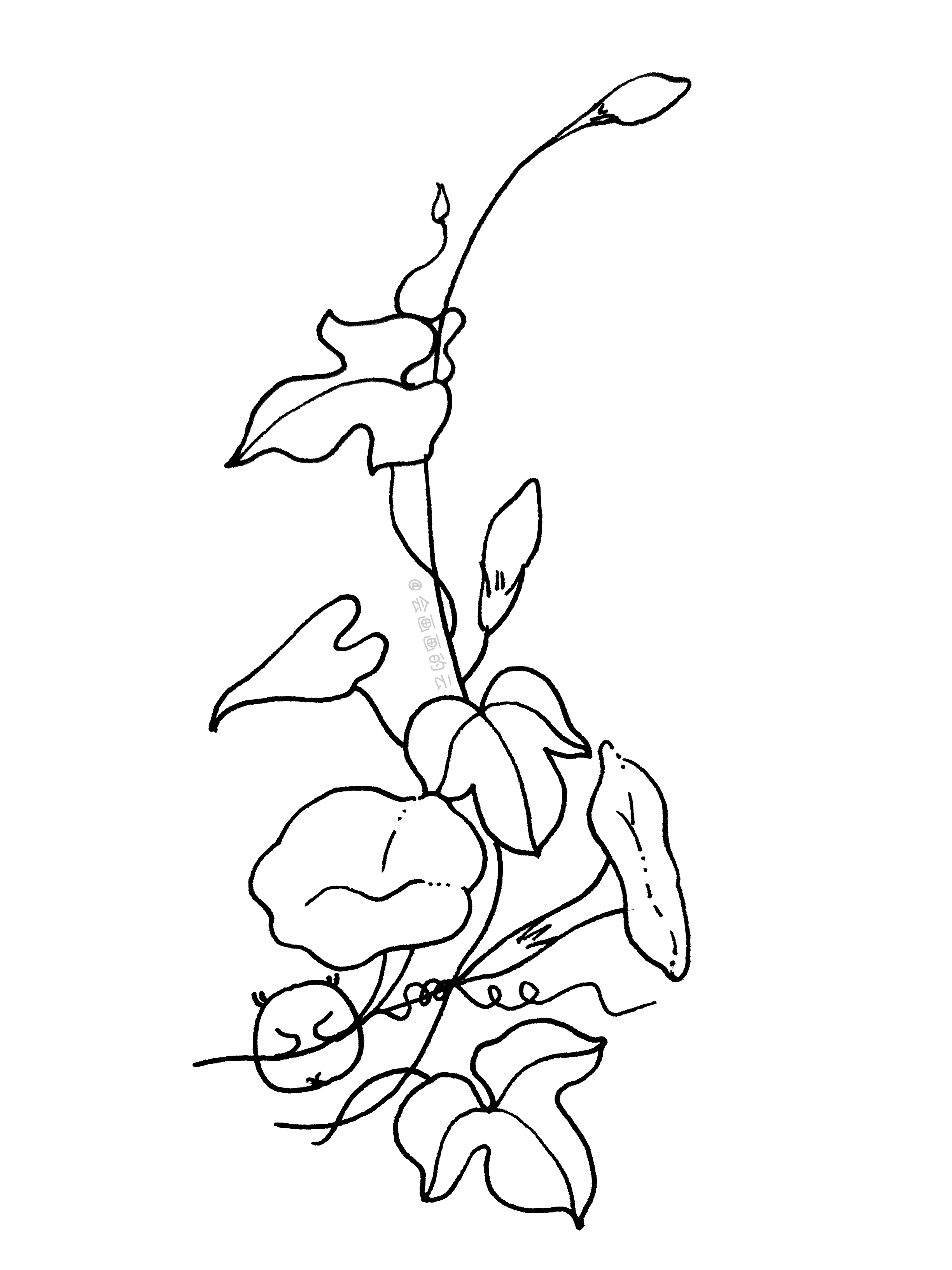 藤蔓植被简笔画 藤蔓植被的简笔画_简笔画-绘画者图库