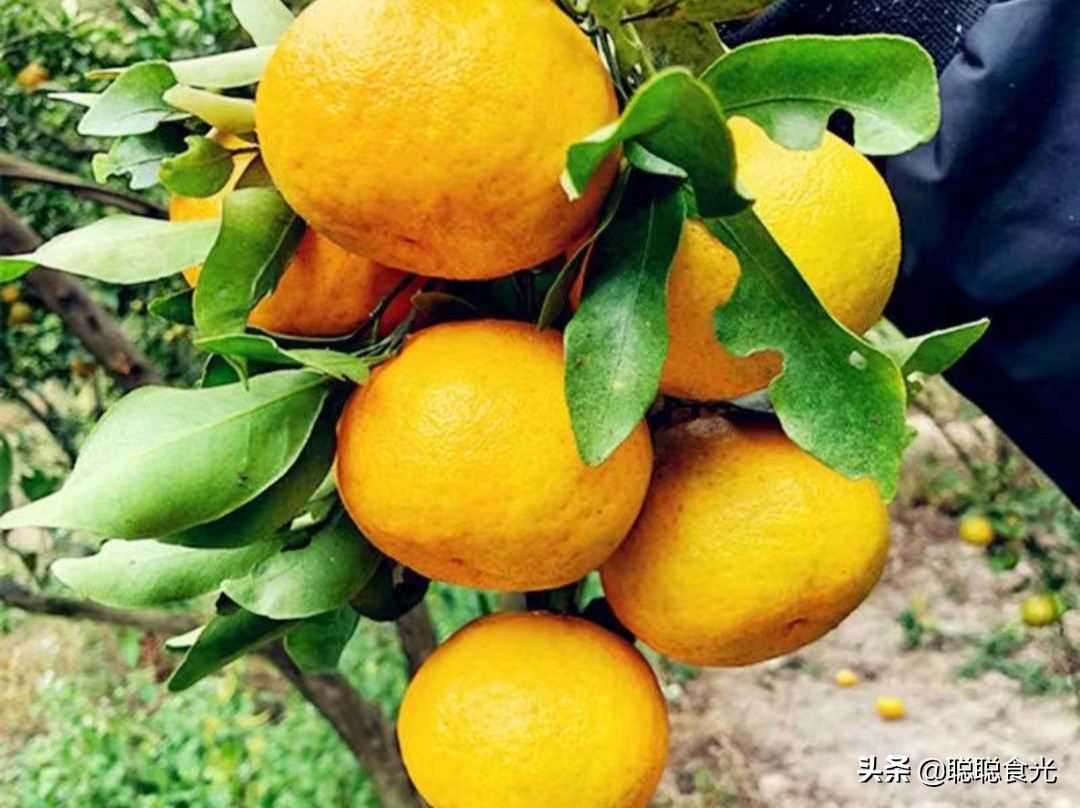 橘子有哪些品种（10种常见的橘子介绍）