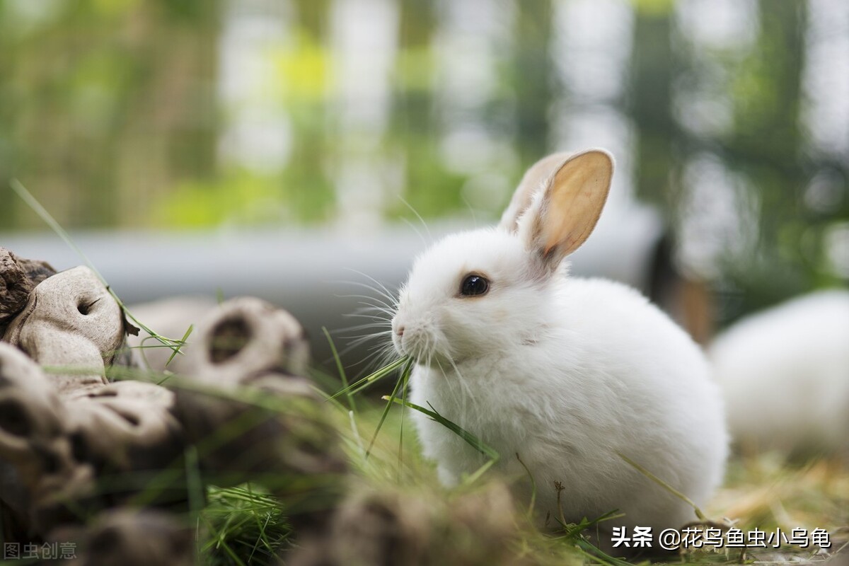 兔子吃萝卜图片大全-兔子吃萝卜高清图片下载-觅知网