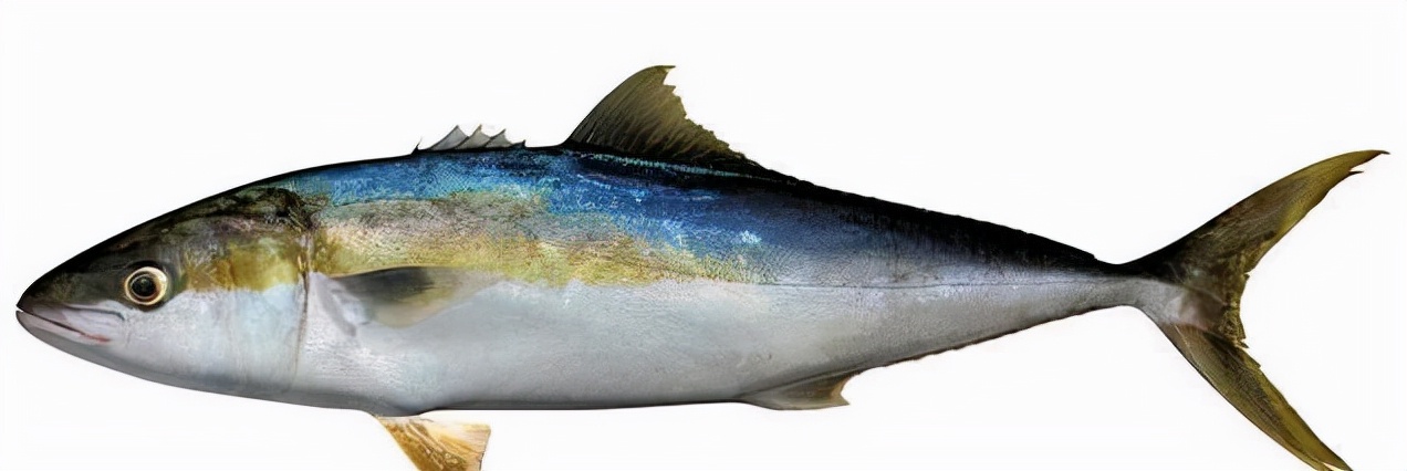 鱼类大全名称图片（最常见的50种食用鱼）
