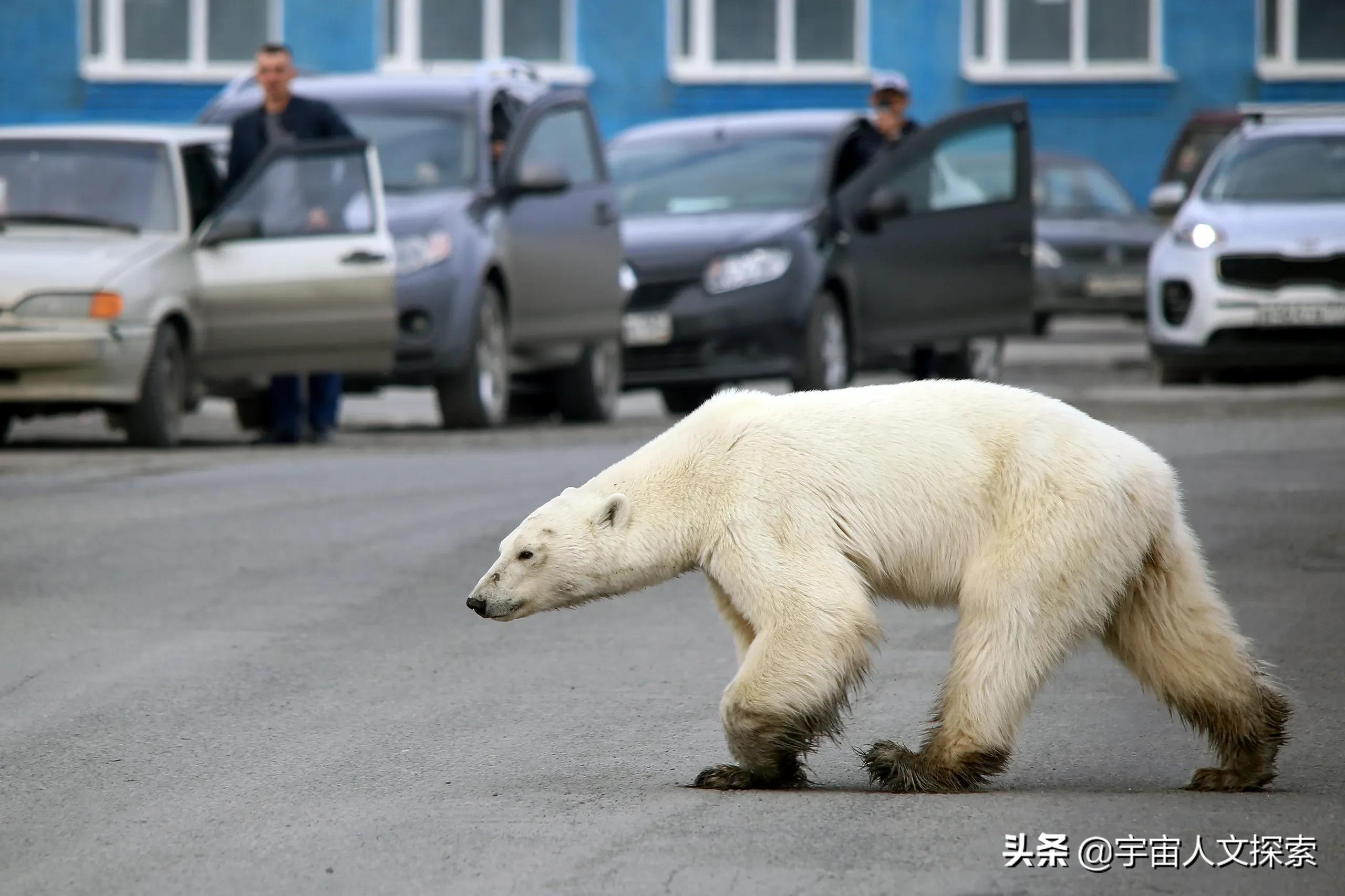 北极熊的皮肤是什么颜色（细说北极熊的毛和皮） – 碳资讯