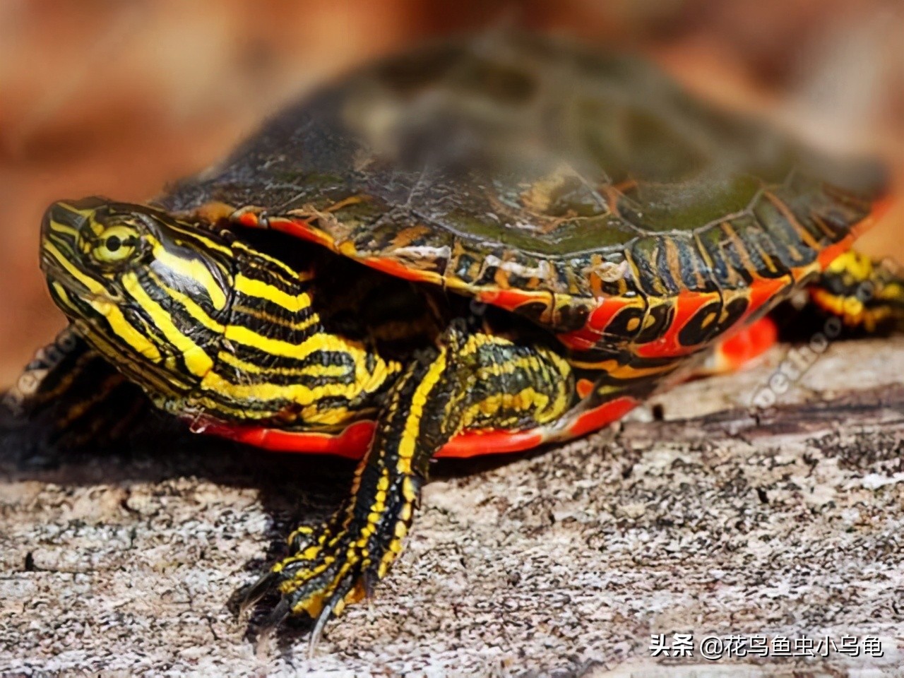 乌龟种类有哪些（市面上最常见的18种乌龟） – 碳资讯