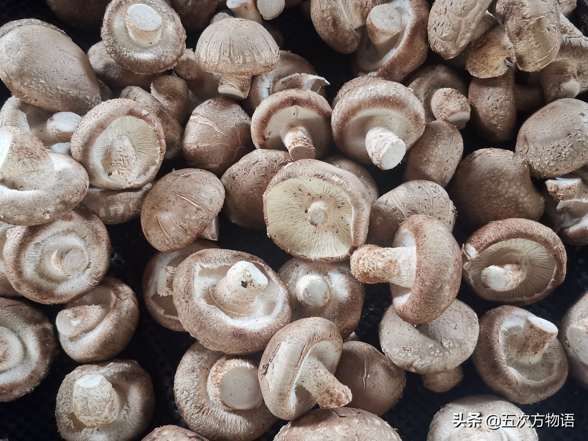 蘑菇种类大全及图片（23种菜市场常见菌菇）