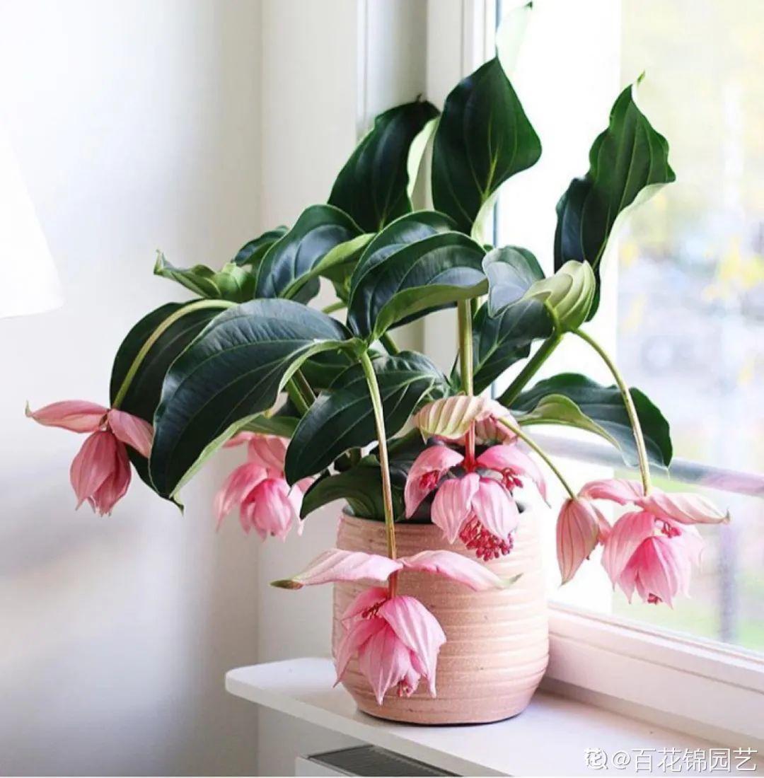 客厅放什么植物最吉祥,最适合放客厅的十种花,客厅招财植物_大山谷图库