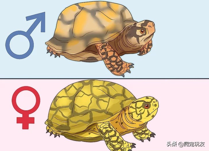 怎么看乌龟公母（2种方法教你简单快速的分辨乌）