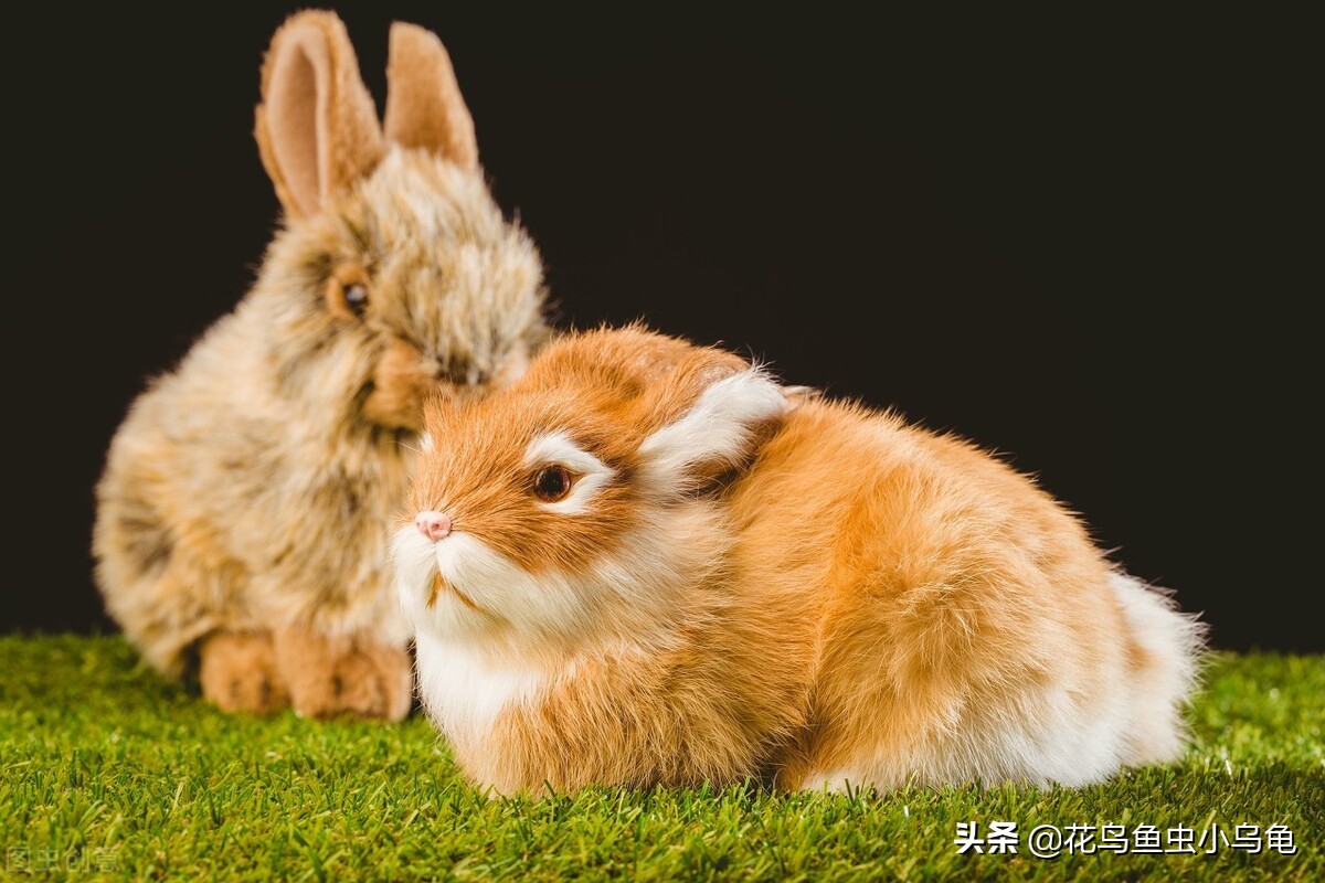 与新鲜蔬菜的兔宝宝 库存图片. 图片 包括有 好奇, 健康, 少许, 婴孩, 耳朵, 复活节, 滑稽, 食物 - 29569973