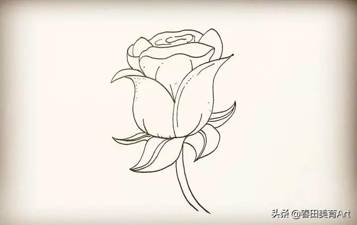 玫瑰花画法简笔画（简单一步一步画玫瑰花教程）