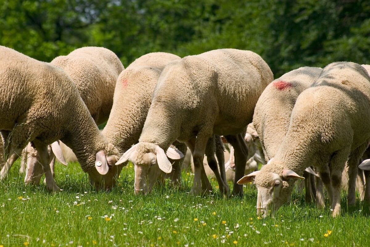 羊怀孕几个月生产（不同品种羊的怀孕期）