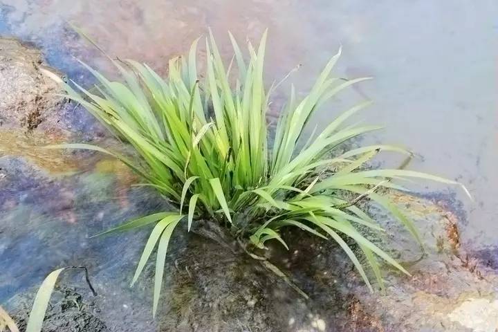 常见水生植物有哪些（身边24种常见的水生植物）