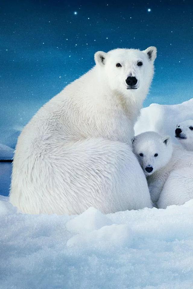 北极熊为什么不怕冷（北极熊靠什么御寒）