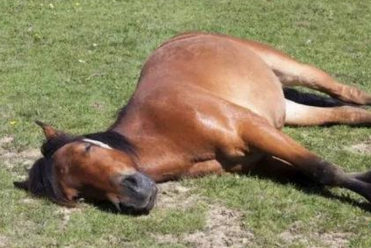 马是怎样睡觉的（揭秘马的睡觉姿势）