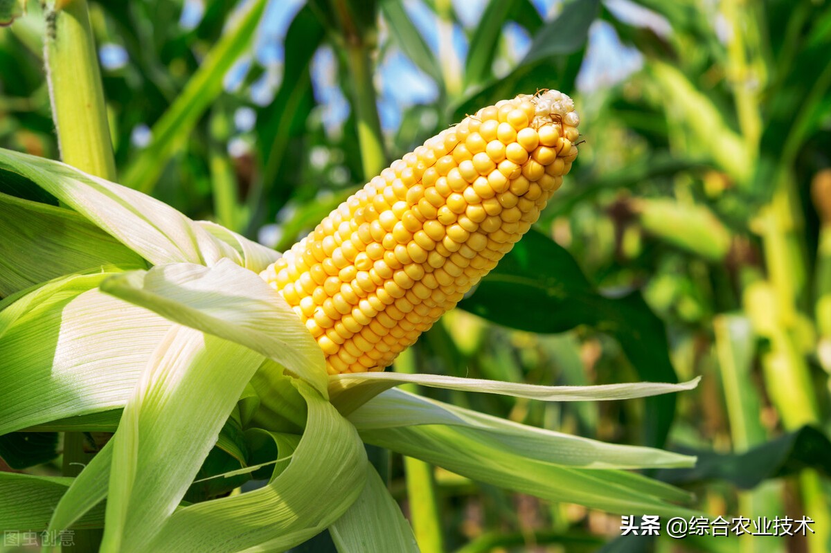 我国玉米的生产发展前景如何？ - 农业百科