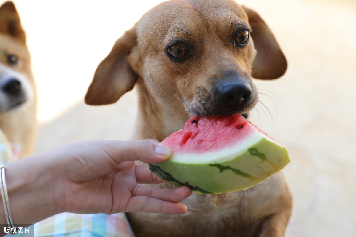 小狗能吃和不能吃的39种蔬菜水果