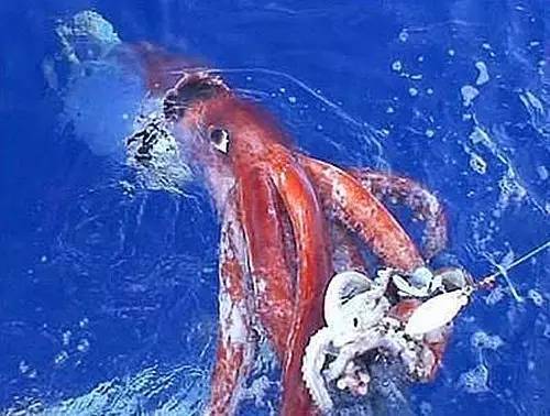 <完全鱼种手册></p><p>认识鱿鱼” /></p><p> 科学家们在日本海进行科考活动时，幸运地捕捉到了一只身长大约为7米的巨型鱿鱼。大鱿鱼被拖到船上后很快就死了，科学家们在解剖这只海洋大怪物。</p><p style=